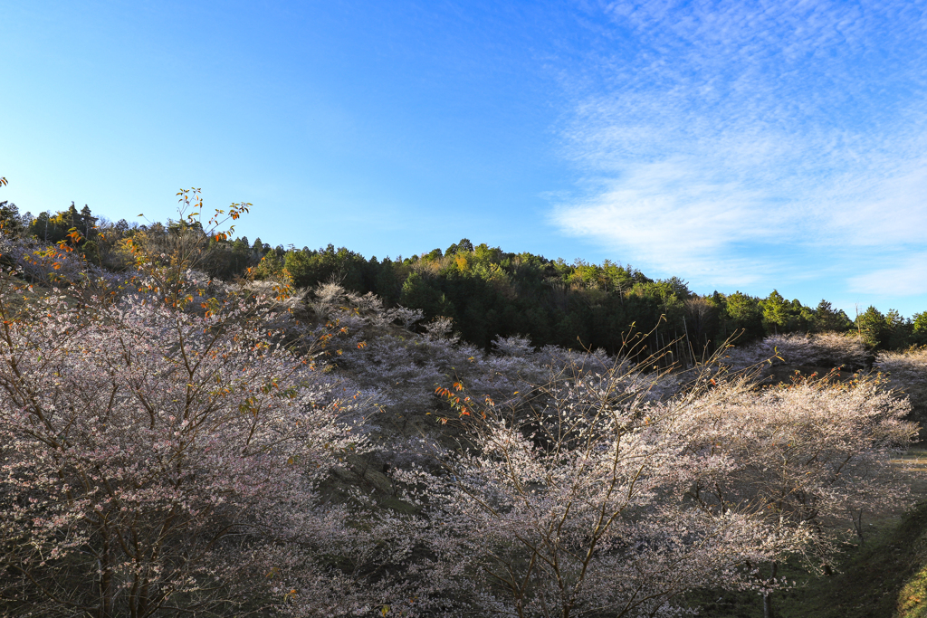 四季桜