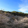 四季桜
