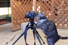 猫カメラマン