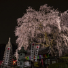 枝垂れ桜ライトアップ