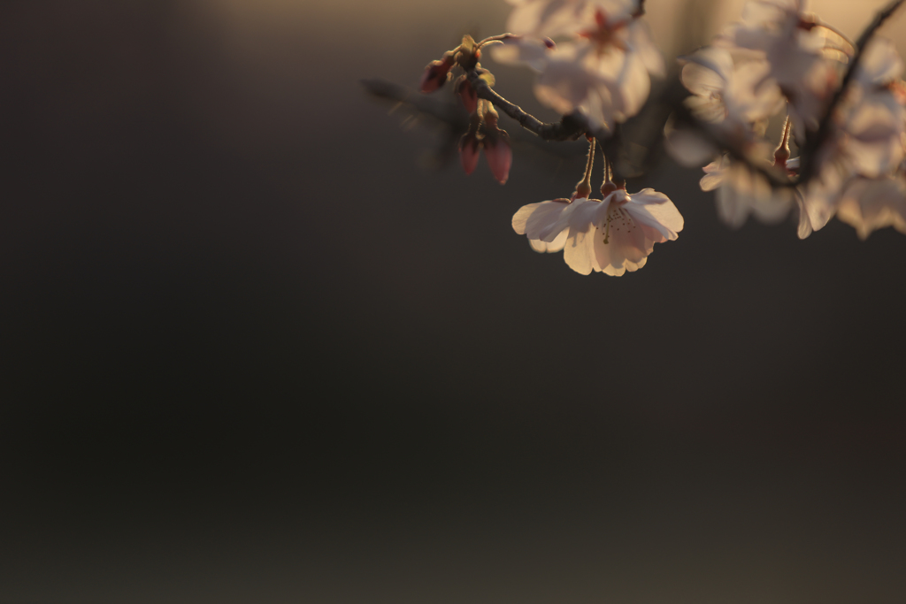 夕日に照らされて
