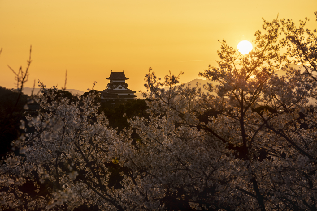 淡墨桜が満開の頃