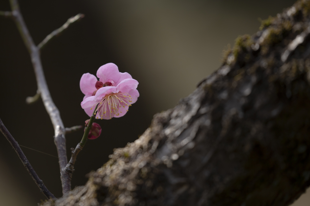 梅花一凛