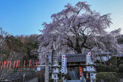 林陽寺の枝垂れ桜