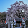 林陽寺の枝垂れ桜