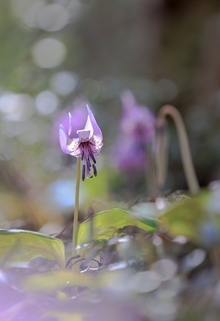 カタクリの花