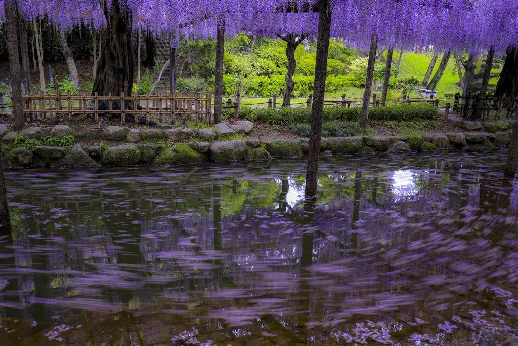 天王川公園藤3