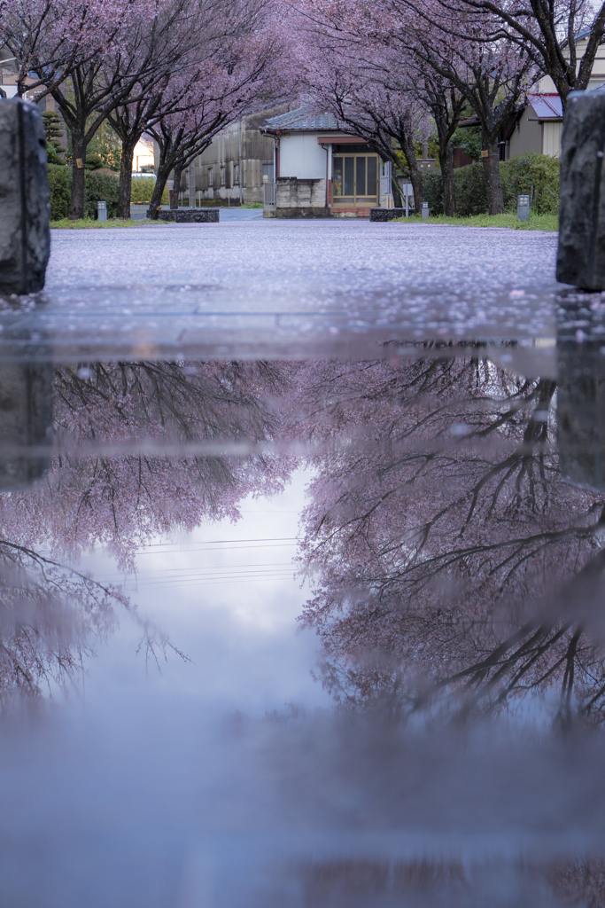 春雷の贈り物