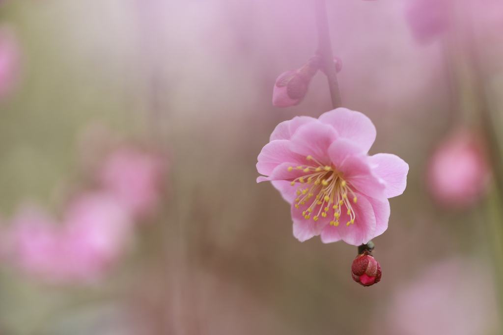 紅梅