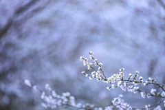 四季桜