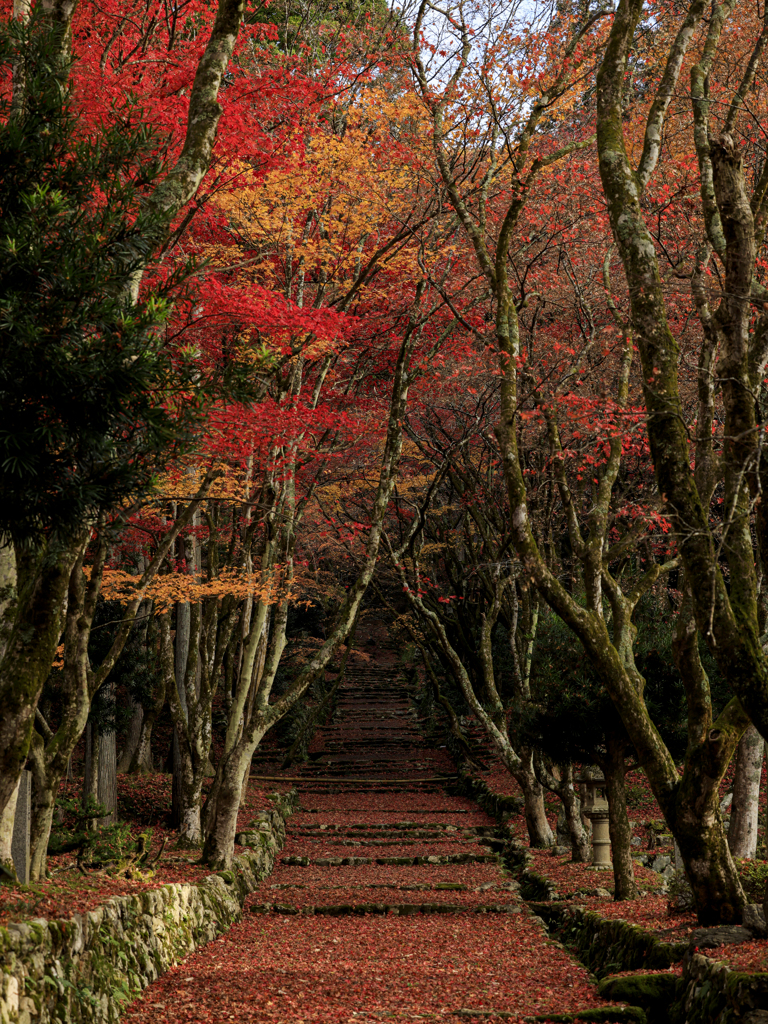 鶏足寺の紅葉