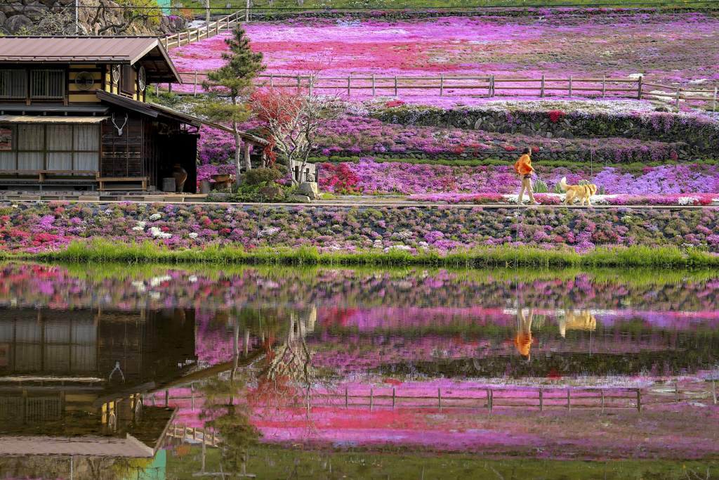 芝桜