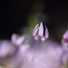 カタクリの花