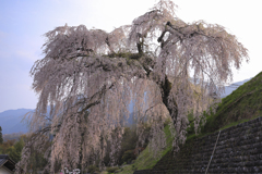 岩太郎のしだれ桜