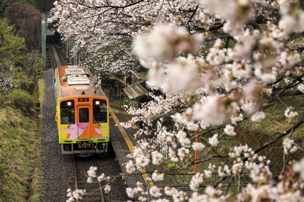 桜見樽見