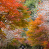 紅葉と四季桜