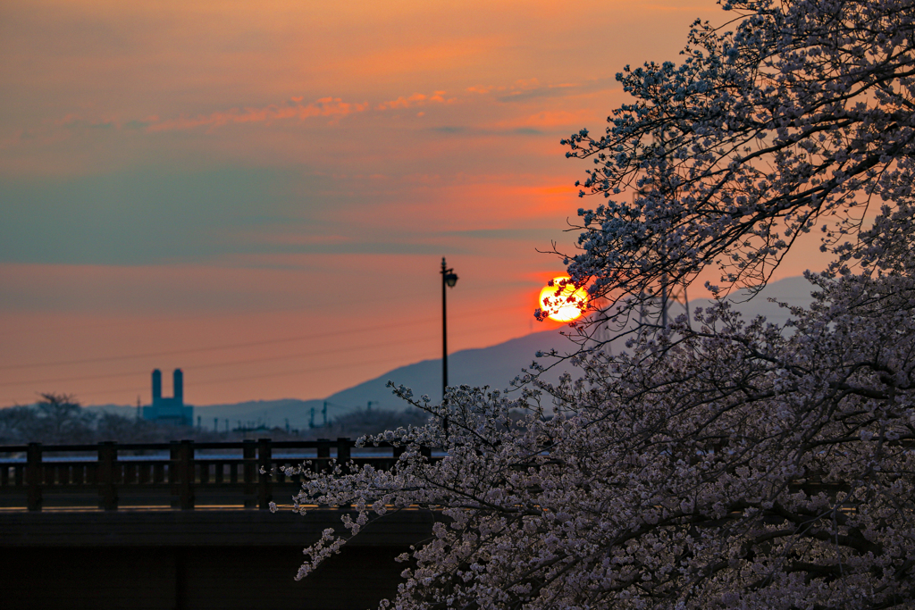 桜と夕日