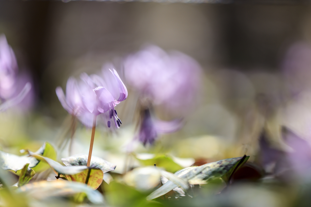 カタクリの花