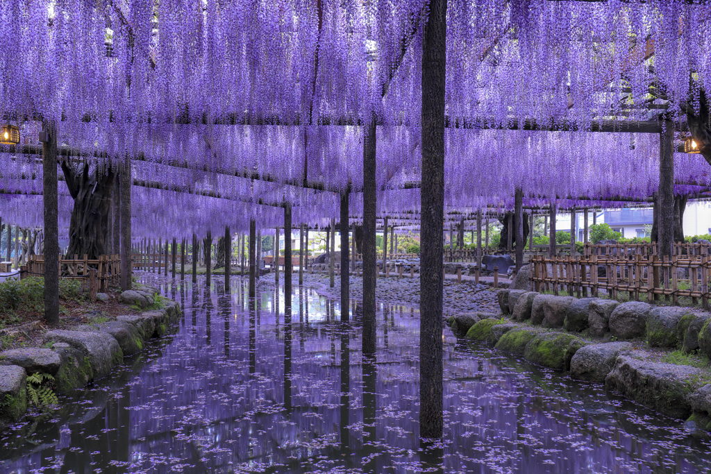 天王川公園藤1