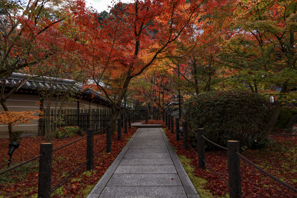 禅林寺紅葉