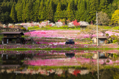 國田家の芝桜