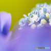 紫陽花1
