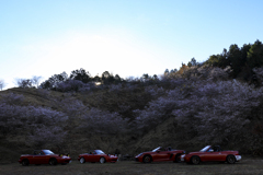 赤いスポーツカーと四季桜