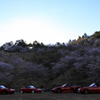 赤いスポーツカーと四季桜