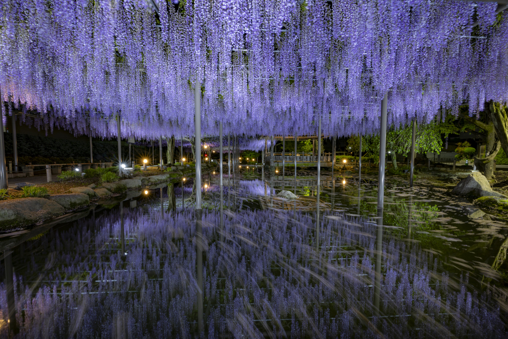 天王川公園の藤