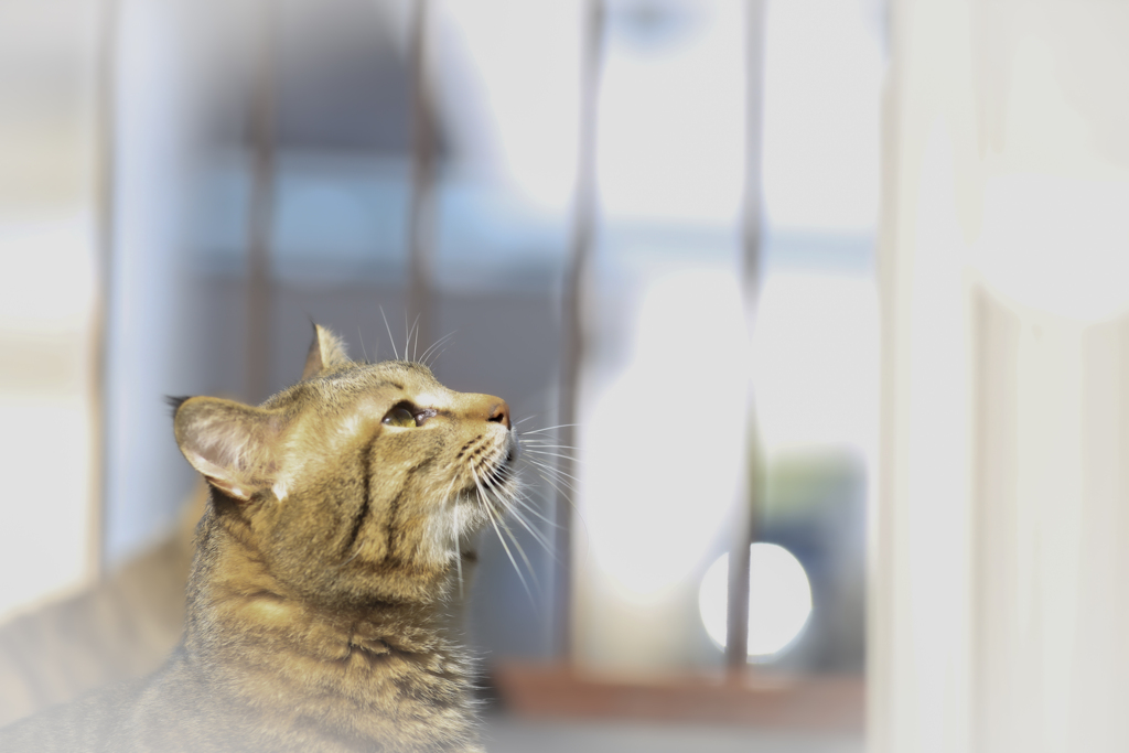 猫の日