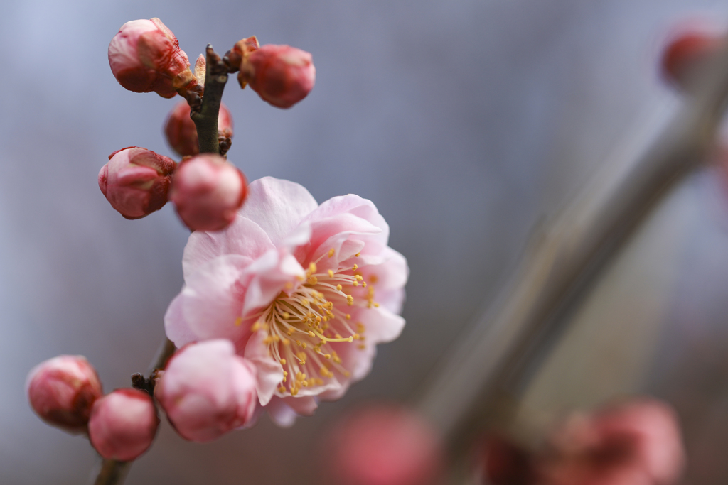 梅花2