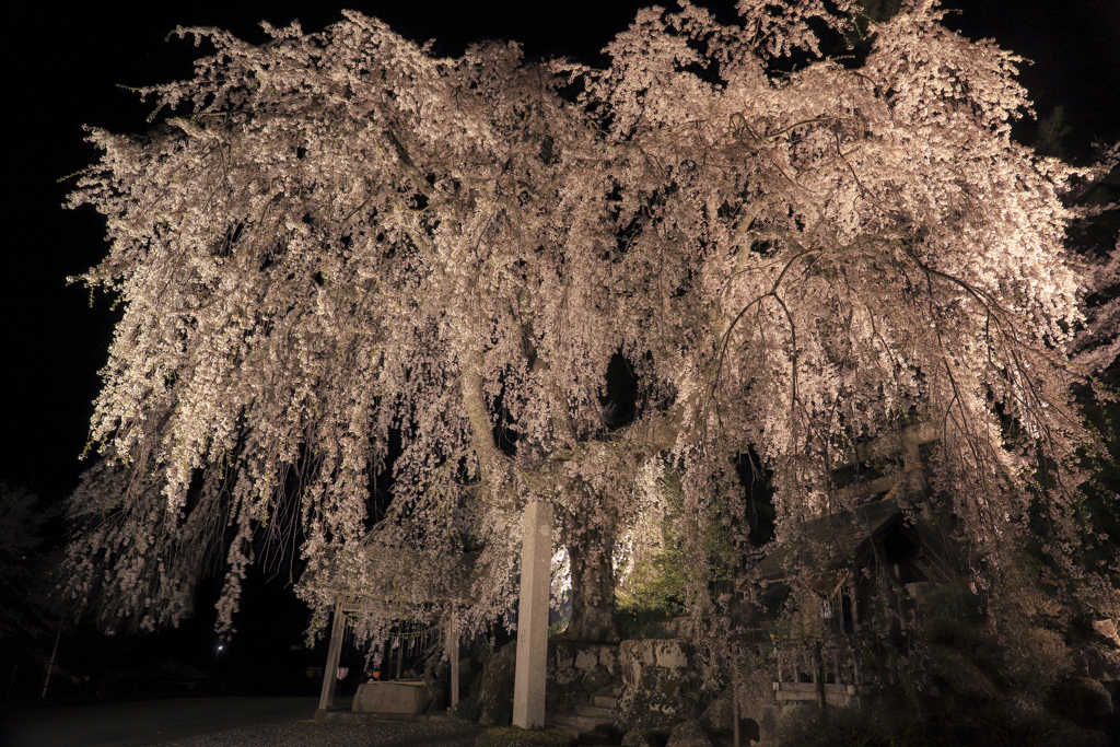 森山神社のしだれ桜2