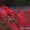 赤い薔薇