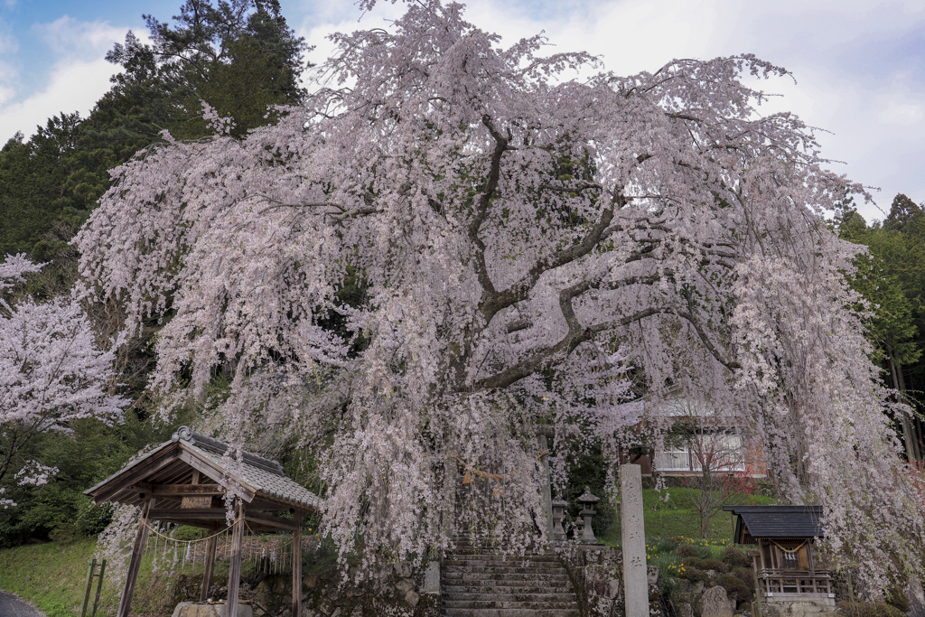 森山神社のしだれ桜
