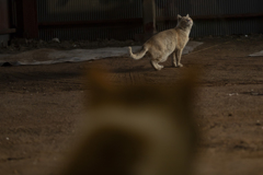 猫の目線