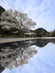 鵜飼桜