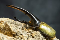 カブトムシの王様
