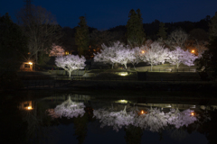 東山森林公園桜ライトアップ