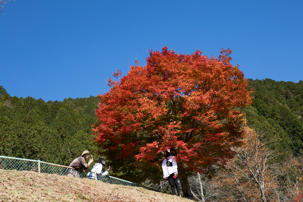 紅葉の中で