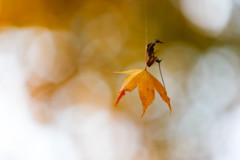 逆さま紅葉