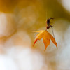 逆さま紅葉