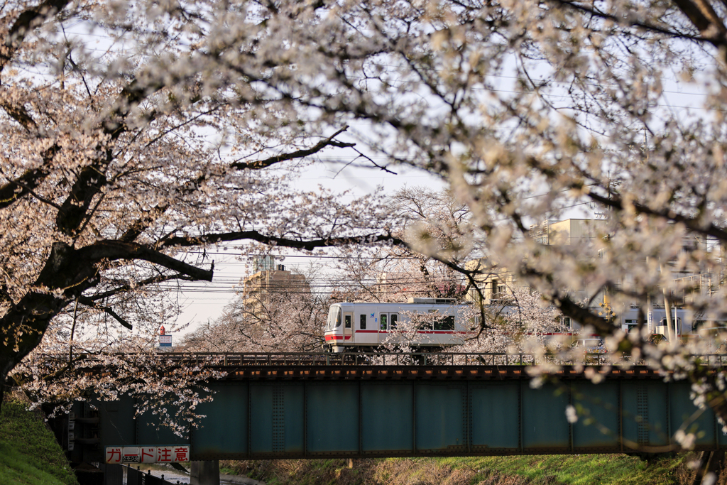 名鉄と桜