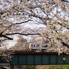 名鉄と桜