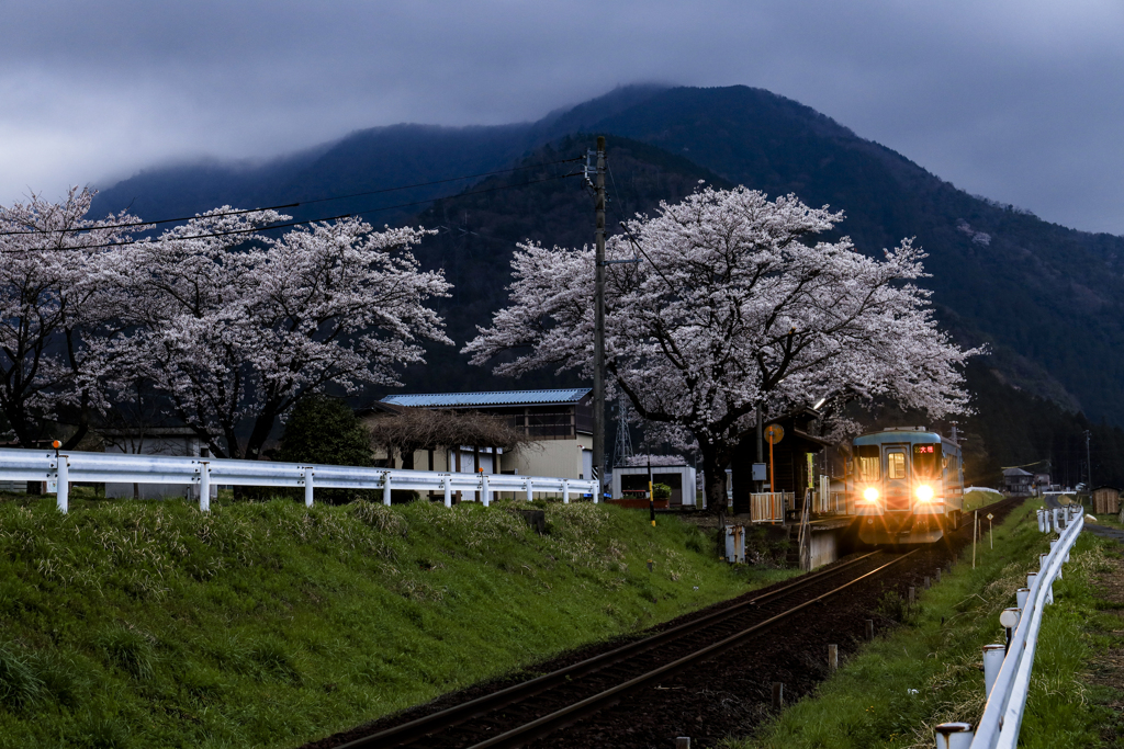 桜満開の高科駅