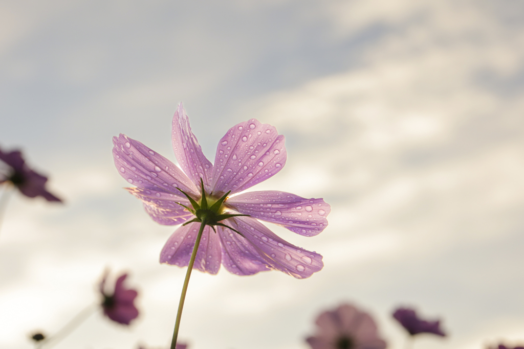 秋桜