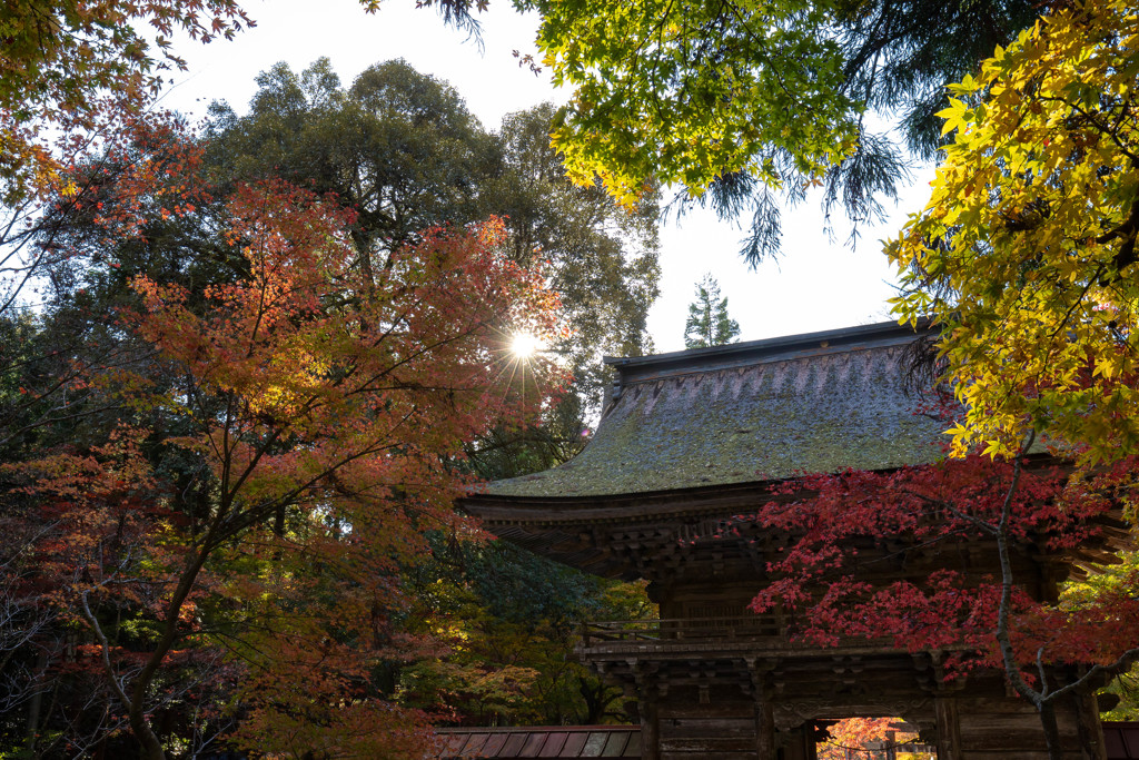 大矢田神社楼門2