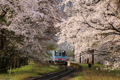 樽見鉄道桜色　