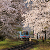 樽見鉄道桜色　