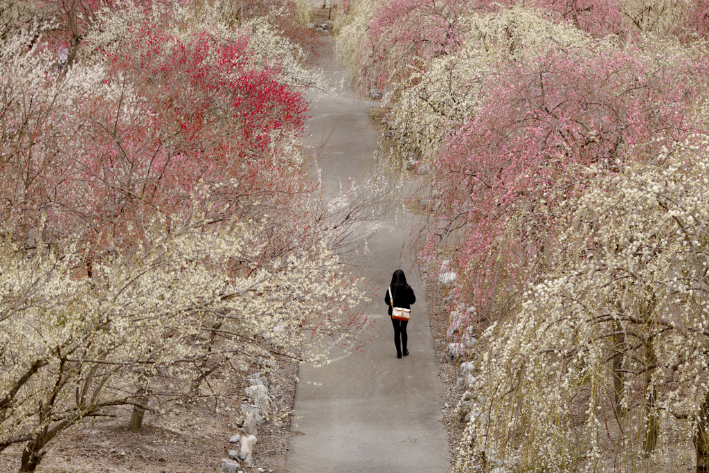 花道