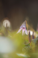 カタクリの花